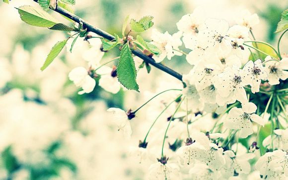 快速收录的方法