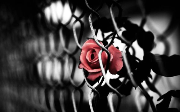 的IP地址是什么?