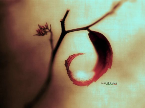 为什么95559老是打电话给我