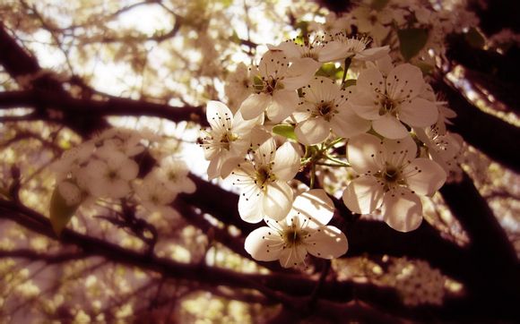 9月18日事变电影