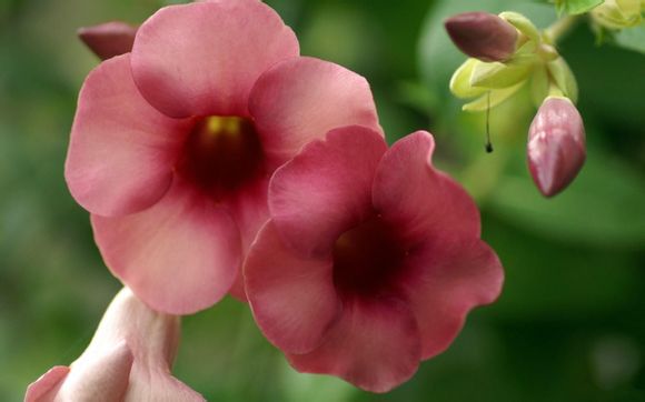 号码认证取消标记人工客服电话