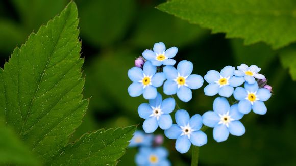 文库复制破解方法wap