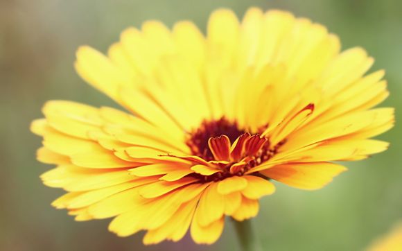 的创始人的经历