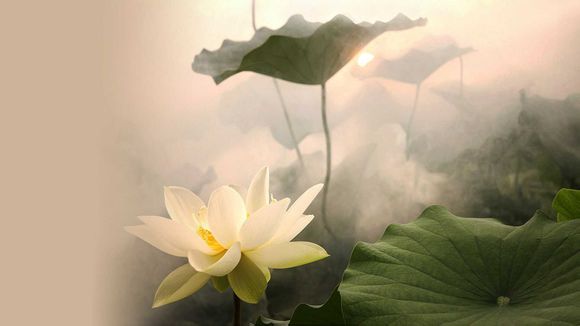 有钱花免息券 使用规则